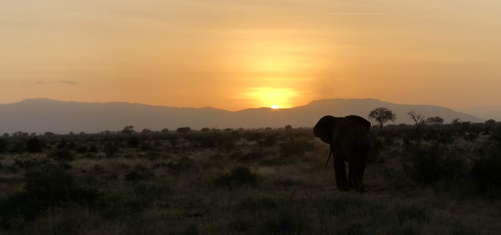 elefante al tramonto