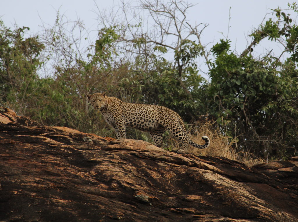 leopardo